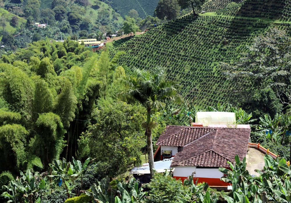 Paisaje cultural cafetero del suroeste de Antioquia.