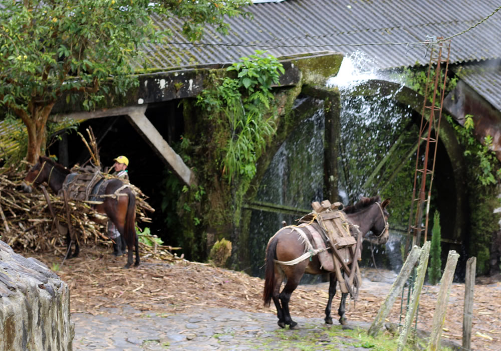 Proceso artesanal de molienda de caña en La Argelia, Jardín.