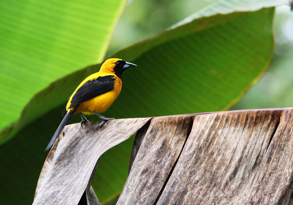 Turpial una de las 400 especies de aves que hay en Jardín Antioquia.